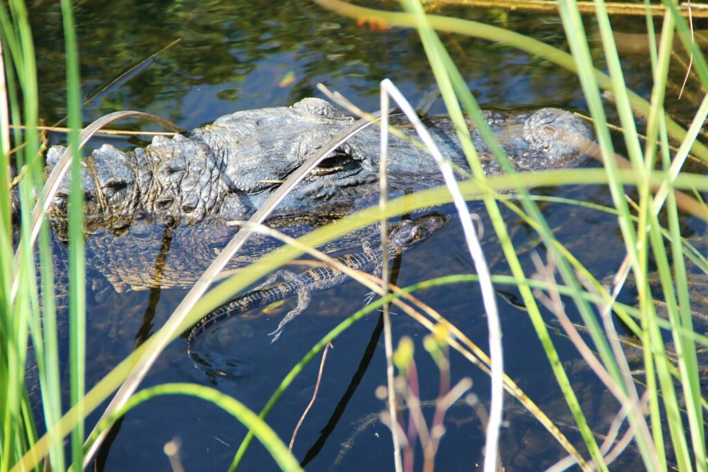 Achieving Long-term Sustainability in Alligator Farming