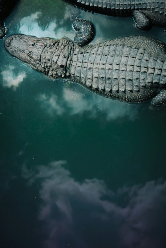 Exploring the Ethical Dilemma: The Impact of Wildlife Conservation on Alligator Leather