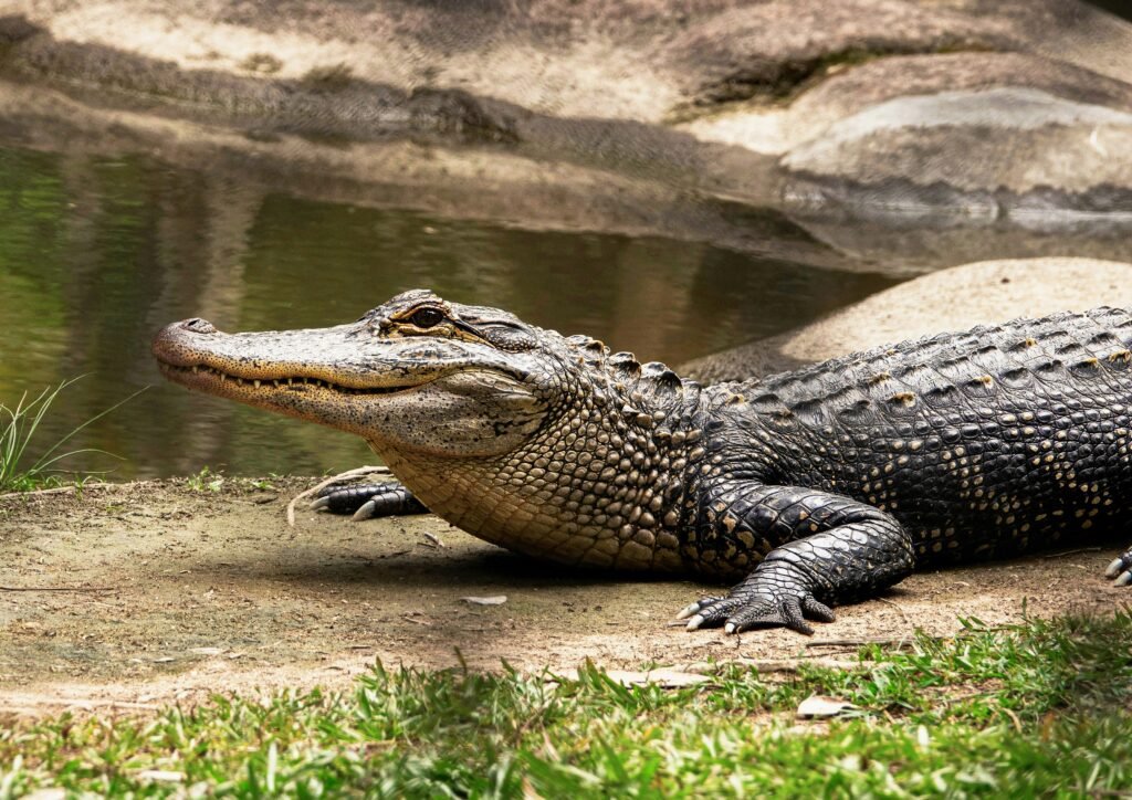 Distinguishing Alligator and Crocodile Wallets: A Comprehensive Guide