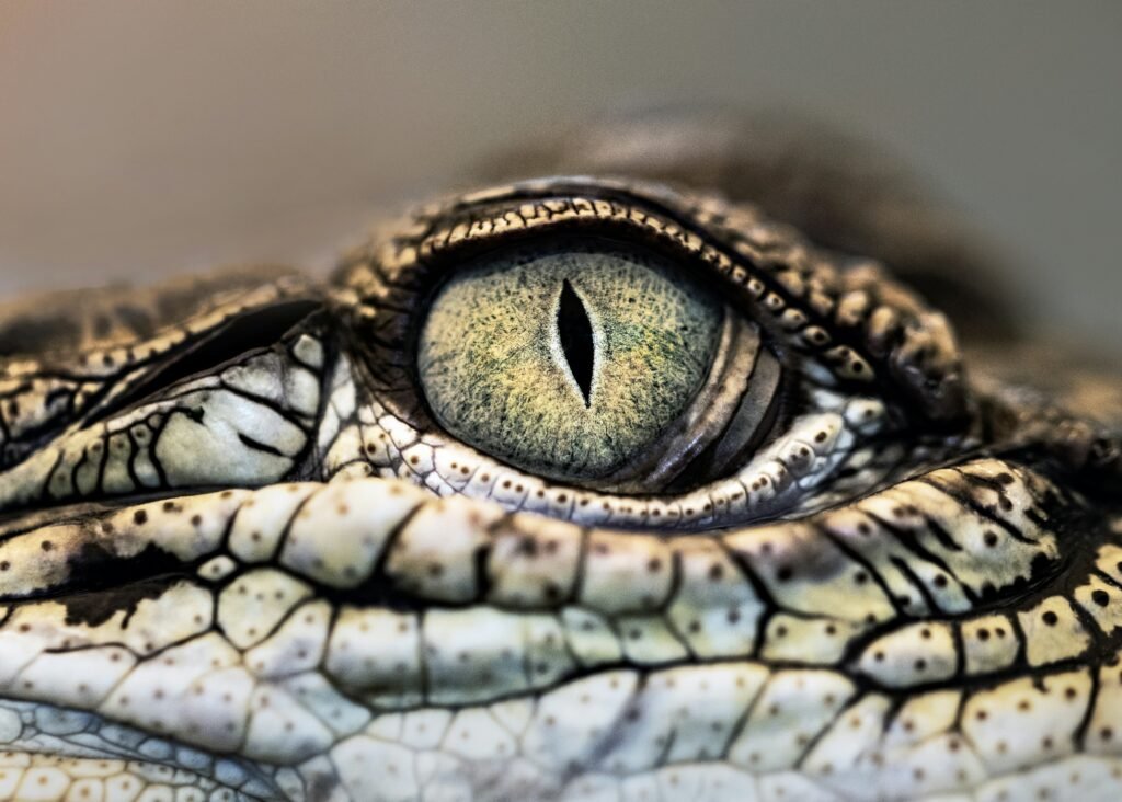 Distinguishing Alligator and Crocodile Wallets: A Comprehensive Guide