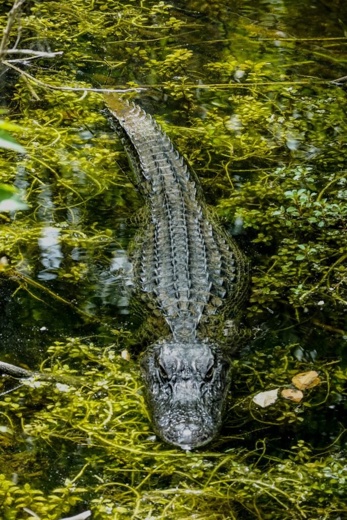 Why Alligator Wallets are a Must-have Accessory for Men