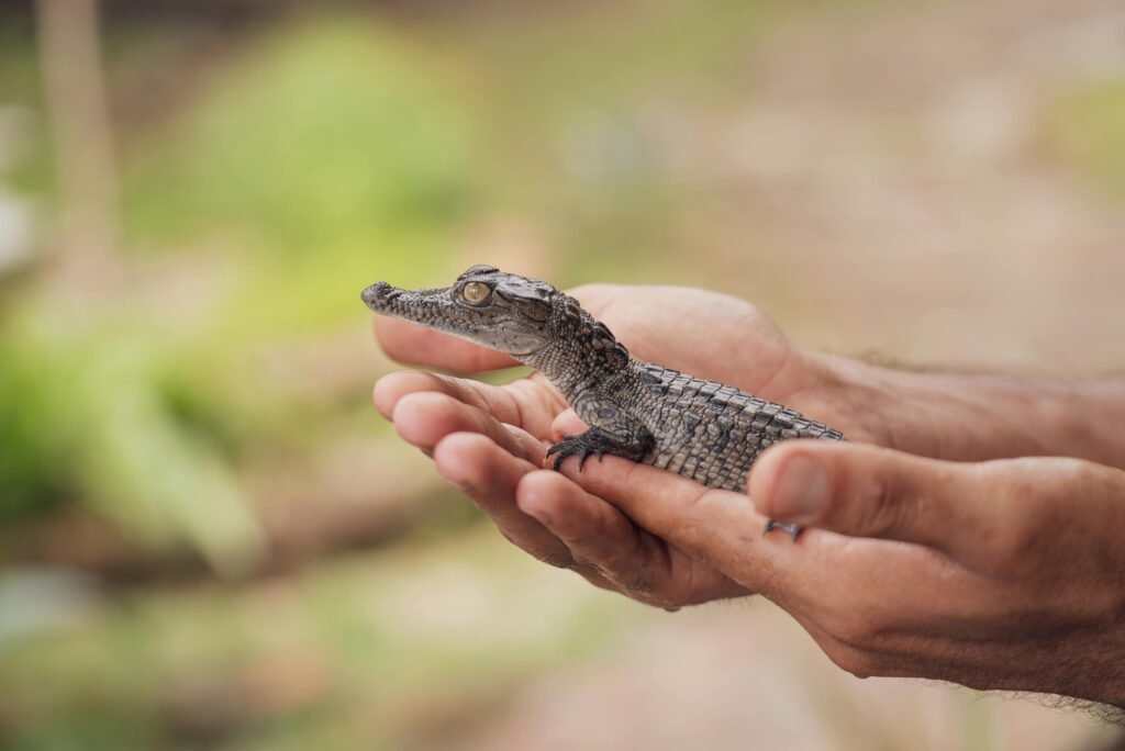 Why Alligator Wallets are a Must-have Accessory for Men