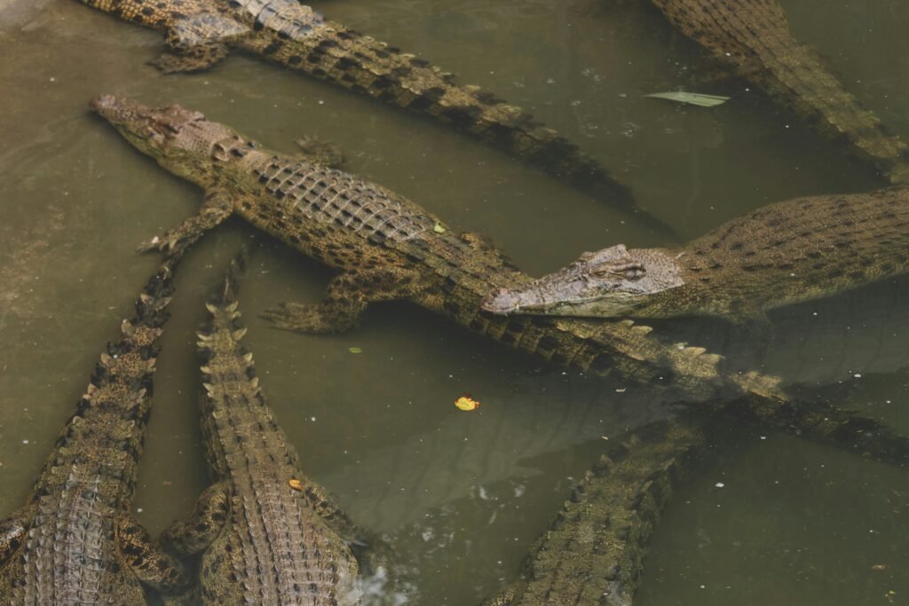 Ensuring Ethical Practices in Alligator Leather Production